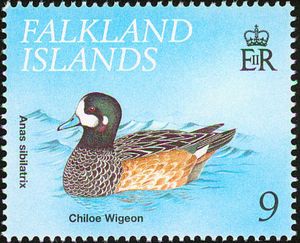 Chiloe Wigeon (Anas sibilatrix)